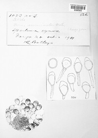 Uromyces acuminatus image